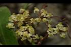 三葉崖爬藤-花03.JPG
