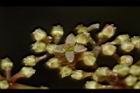 三葉崖爬藤-花15.JPG