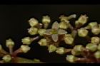 三葉崖爬藤-花16.JPG