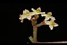三葉崖爬藤-花23.JPG