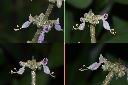 到手香-花.jpg