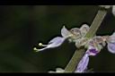 到手香-花25.JPG