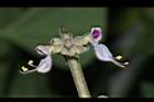 到手香-花15.JPG