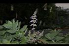 到手香-花序06.JPG