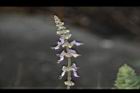 到手香-花序11.JPG