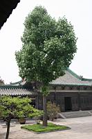 刺楸01.JPG