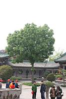 刺楸03.JPG