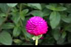 千日紅-花09.jpg