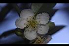台灣扁核木-花14.JPG