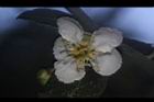 台灣扁核木-花15.JPG
