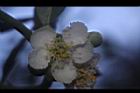 台灣扁核木-花17.JPG