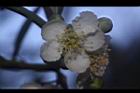 台灣扁核木-花19.JPG