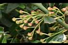 台灣扁核木-花苞02.JPG