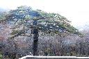 黃山松-黑虎松.JPG