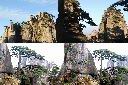 黃山松1.jpg