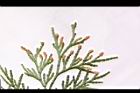 台灣肖楠-雄花01.JPG