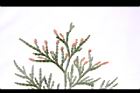 台灣肖楠-雄花03.JPG