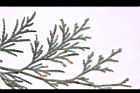 台灣肖楠-雄花14.JPG