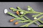 台灣肖楠-雌雄花00.JPG