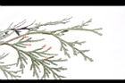 台灣肖楠-雌雄花10.JPG