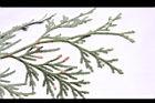 台灣肖楠-雌雄花11.JPG