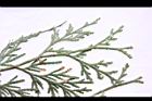 台灣肖楠-雌雄花12.JPG