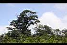 樹-雲9808271.jpg