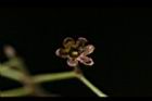 土肉桂-花萼3.jpg