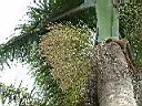 大王椰-花束2.JPG