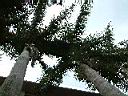 大王椰2.JPG