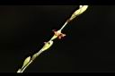 大黍-雌花04.JPG