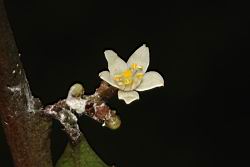 山桔-花07.JPG