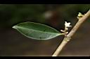山桔-花00.JPG