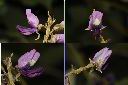 山葛-花.jpg