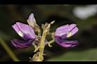 山葛-花06.JPG