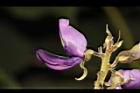 山葛-花10.JPG