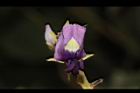 山葛-花13.JPG