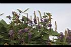 山葛-花序00.JPG
