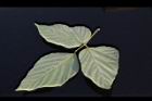 山葛-葉背02.JPG