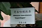 哥本哈根扶桑10.jpg