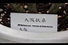 大阪扶桑10.jpg