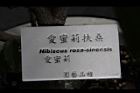 愛蜜莉扶桑10.jpg