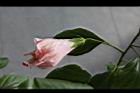 愛蜜莉扶桑3.jpg