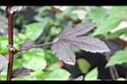 紅葉槿08.jpg