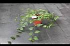 蔓性風鈴花3.jpg