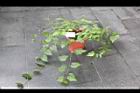 蔓性風鈴花5.jpg