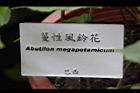 蔓性風鈴花6.jpg