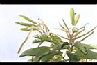 板栗-花10.JPG