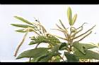 板栗-花11.JPG