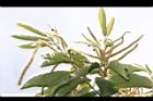 板栗-花12.JPG